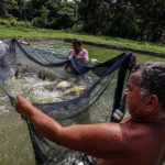Sedap incentiva a produção da aquicultura no Pará