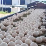 Adepará poderá habilitar empresas de ovos e derivados a comercializarem em todo o país