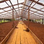 Especial: Produção de cacau consolida chocolate como nova vertente da economia na Transamazônica